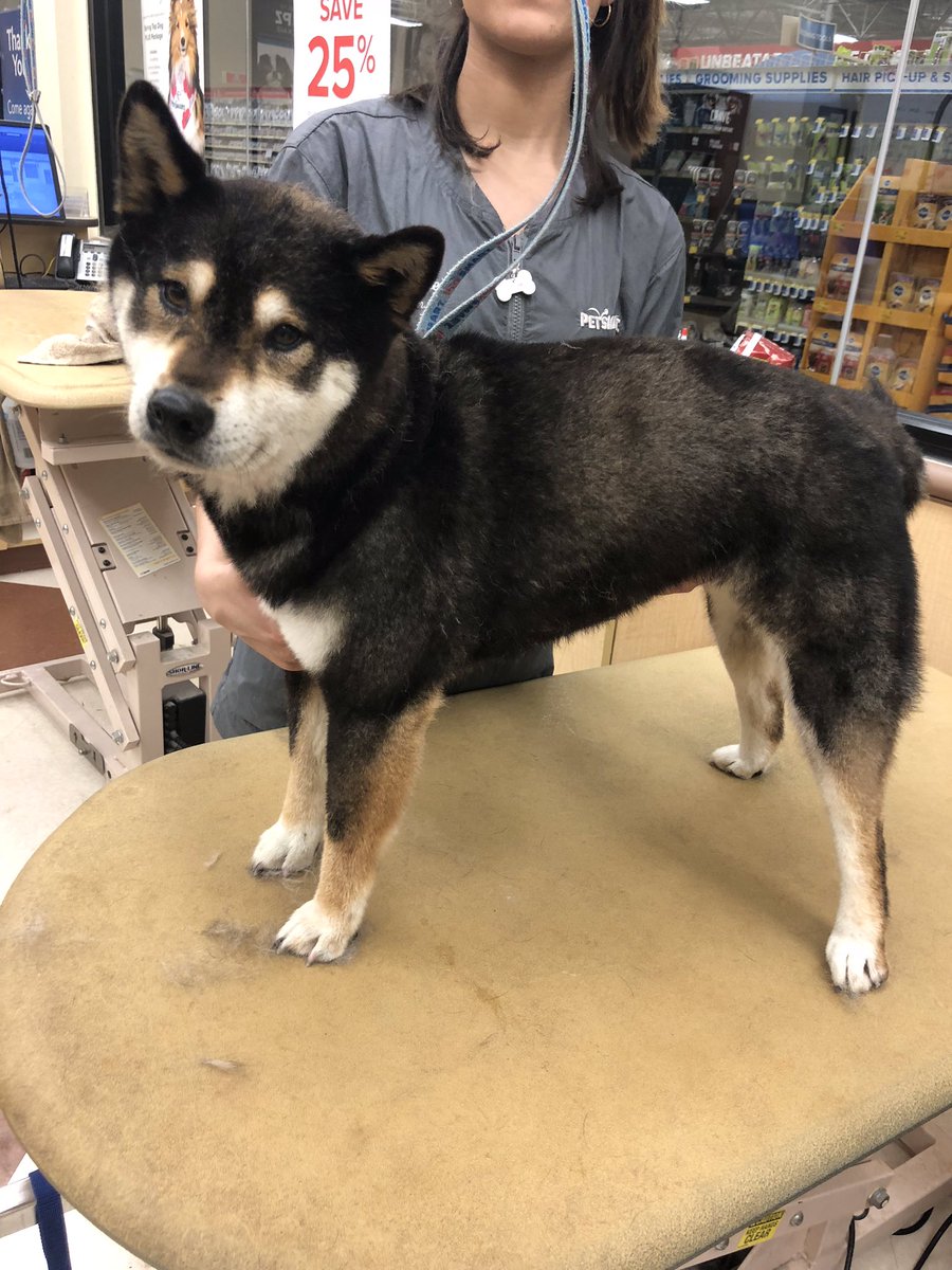 All smiles with Rozalie #store1225 #northeastgrooming #snj #furminator