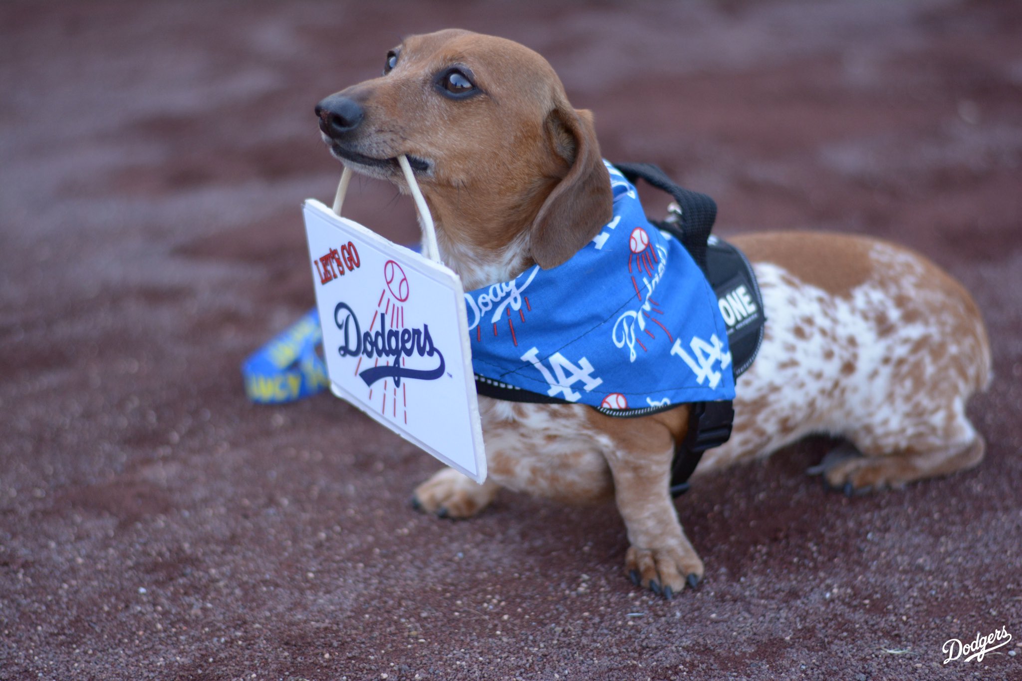 Los Angeles Dodgers on X: Dodger dogs! 🐶 It's Pups at the Park