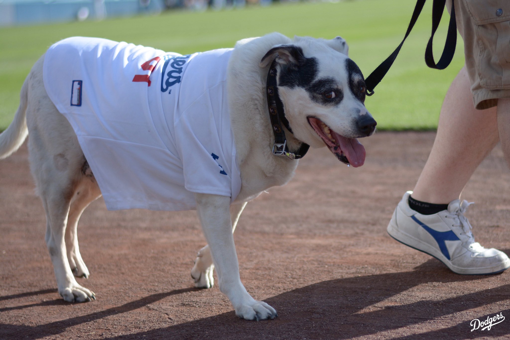 Los Angeles Dodgers Dog Jersey - Large