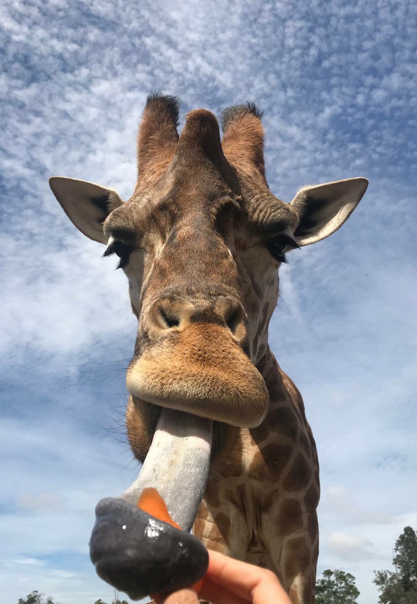 Giraffes Tongues Blue