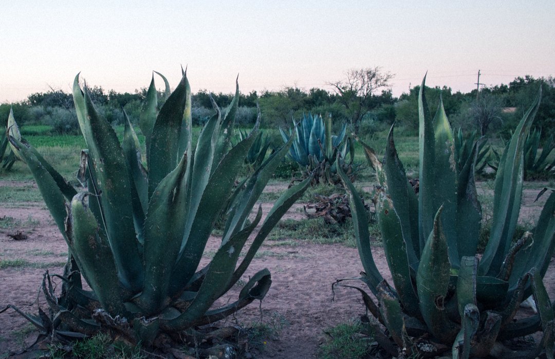 Ernestos on Twitter "Looking to follow a plantbased diet