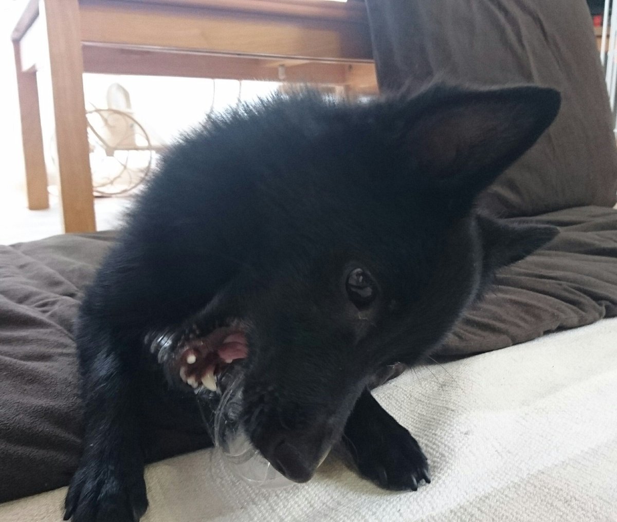 Ribe ペットボトル大好き 玩具にお金がかからない子 犬 黒 スキッパーキ Ribe ペットボトル大好き 玩具にお金がかからない子 犬 黒 スキッパーキ