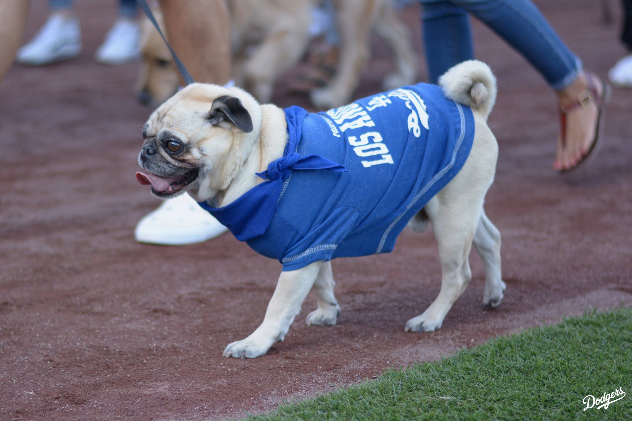 dodgers dog jersey