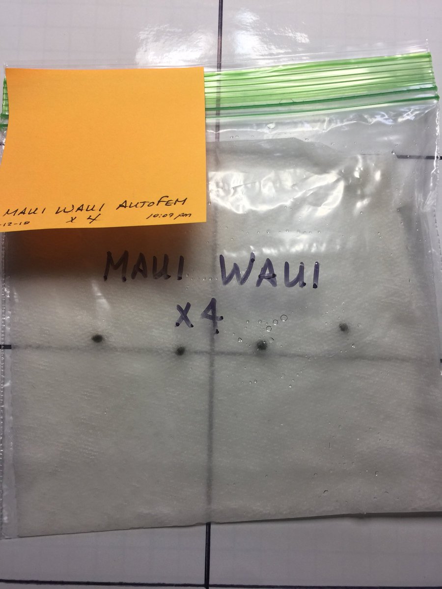 LaboratoriesC's tweet image. WE HAVE OFFICIALLY BEGUN! 8 beans went in 12 hrs later sank 12 hrs and they cracked It’s now 48 hrs going to pellets tonight I have 3 Mex Air sponsored by Fastbuds taking off Want to see if they keep it up! #cannabis #fastbuds #autoflower #millsnutrients #beneficialbiologics