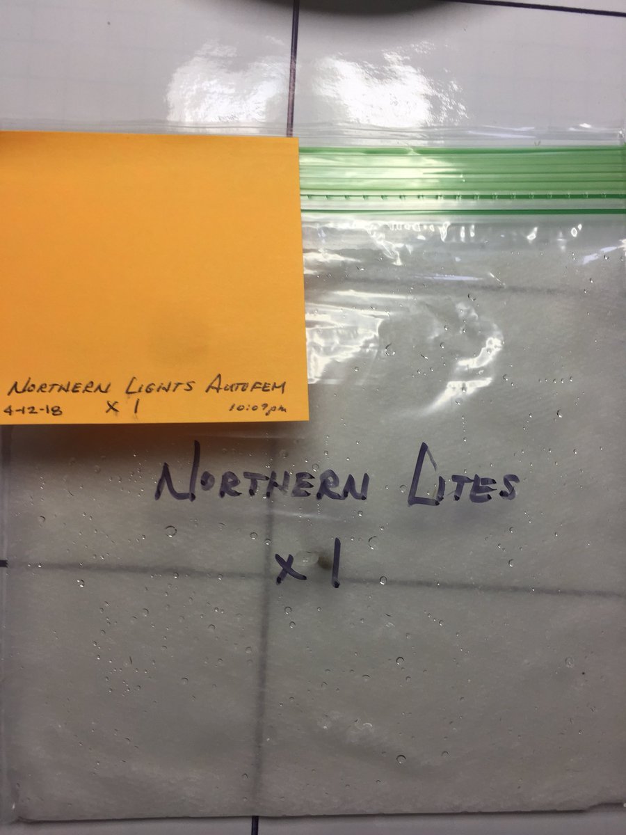 LaboratoriesC's tweet image. WE HAVE OFFICIALLY BEGUN! 8 beans went in 12 hrs later sank 12 hrs and they cracked It’s now 48 hrs going to pellets tonight I have 3 Mex Air sponsored by Fastbuds taking off Want to see if they keep it up! #cannabis #fastbuds #autoflower #millsnutrients #beneficialbiologics