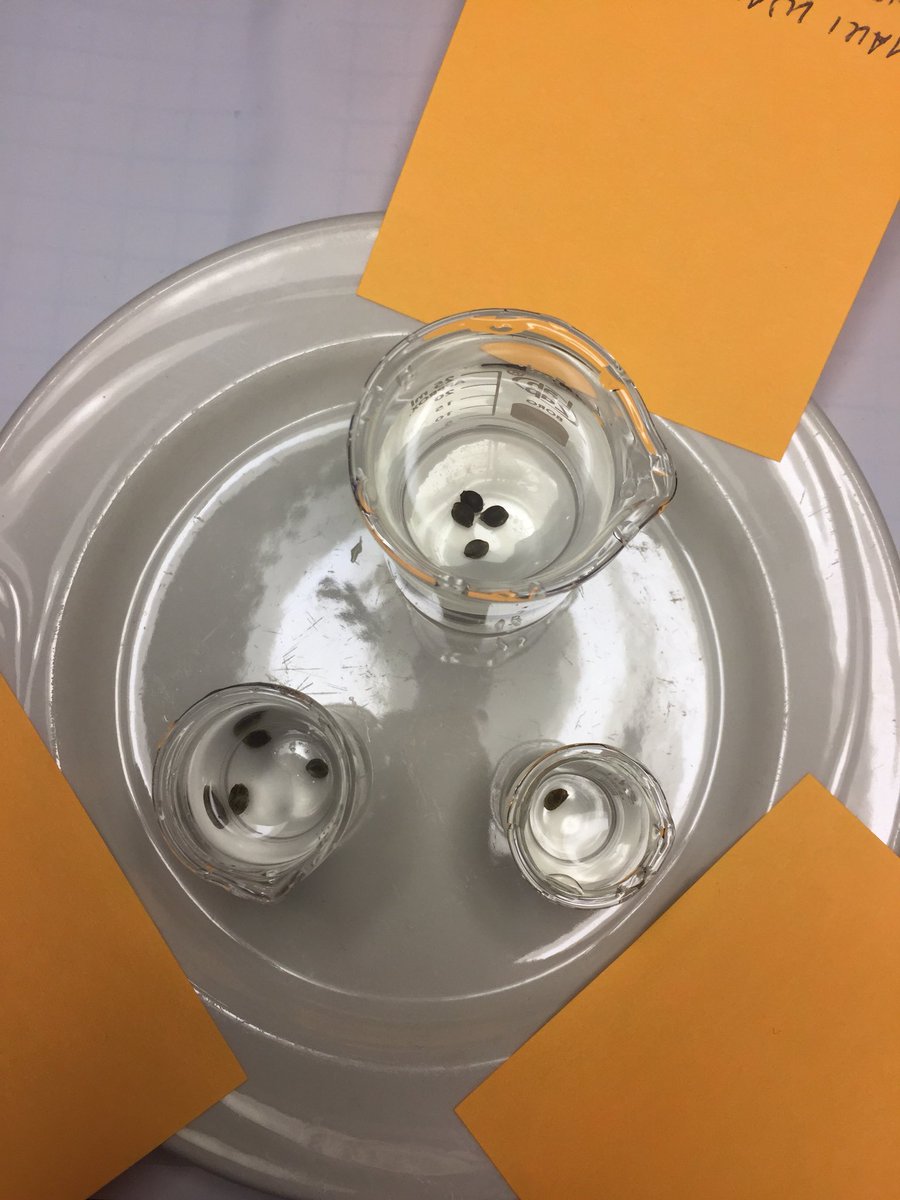 LaboratoriesC's tweet image. WE HAVE OFFICIALLY BEGUN! 8 beans went in 12 hrs later sank 12 hrs and they cracked It’s now 48 hrs going to pellets tonight I have 3 Mex Air sponsored by Fastbuds taking off Want to see if they keep it up! #cannabis #fastbuds #autoflower #millsnutrients #beneficialbiologics