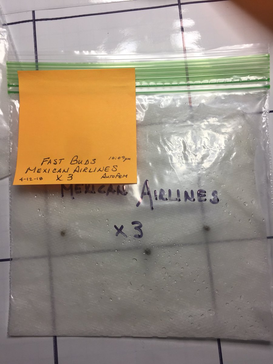 LaboratoriesC's tweet image. WE HAVE OFFICIALLY BEGUN! 8 beans went in 12 hrs later sank 12 hrs and they cracked It’s now 48 hrs going to pellets tonight I have 3 Mex Air sponsored by Fastbuds taking off Want to see if they keep it up! #cannabis #fastbuds #autoflower #millsnutrients #beneficialbiologics