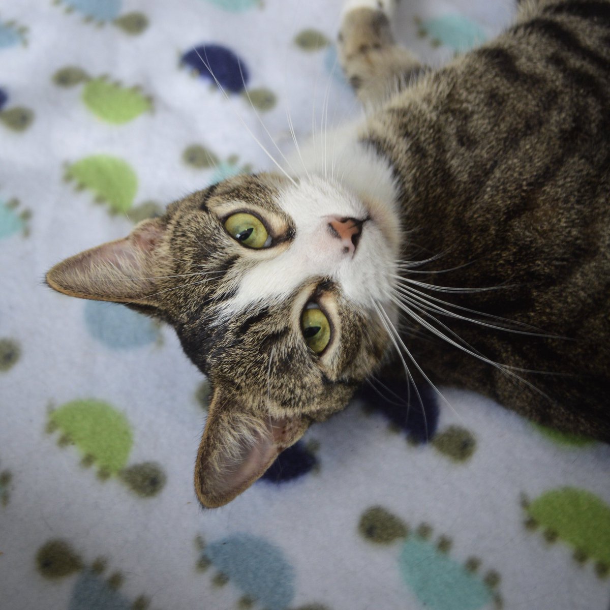 wcfosters's tweet photo. I dropped Sage off at the shelter today. She will go up for adoption on Tuesday! She is done being a mother for the rest of her life and she can enjoy being the young, playful cat that she is. I’ll miss you, Sage!! Good luck in your forever home!♥️
#mothercat #tabbycat #goodbye https://t.co/z0IIZORcmv