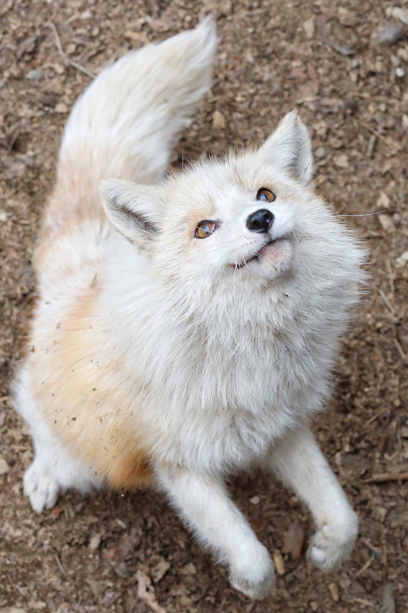 狐仙人乃弟子 トコノ オルタ 茶プラチナキツネもプラチナかわいい キツネ キツネ村 蔵王キツネ村 T Co Kugcujgk07 Twitter