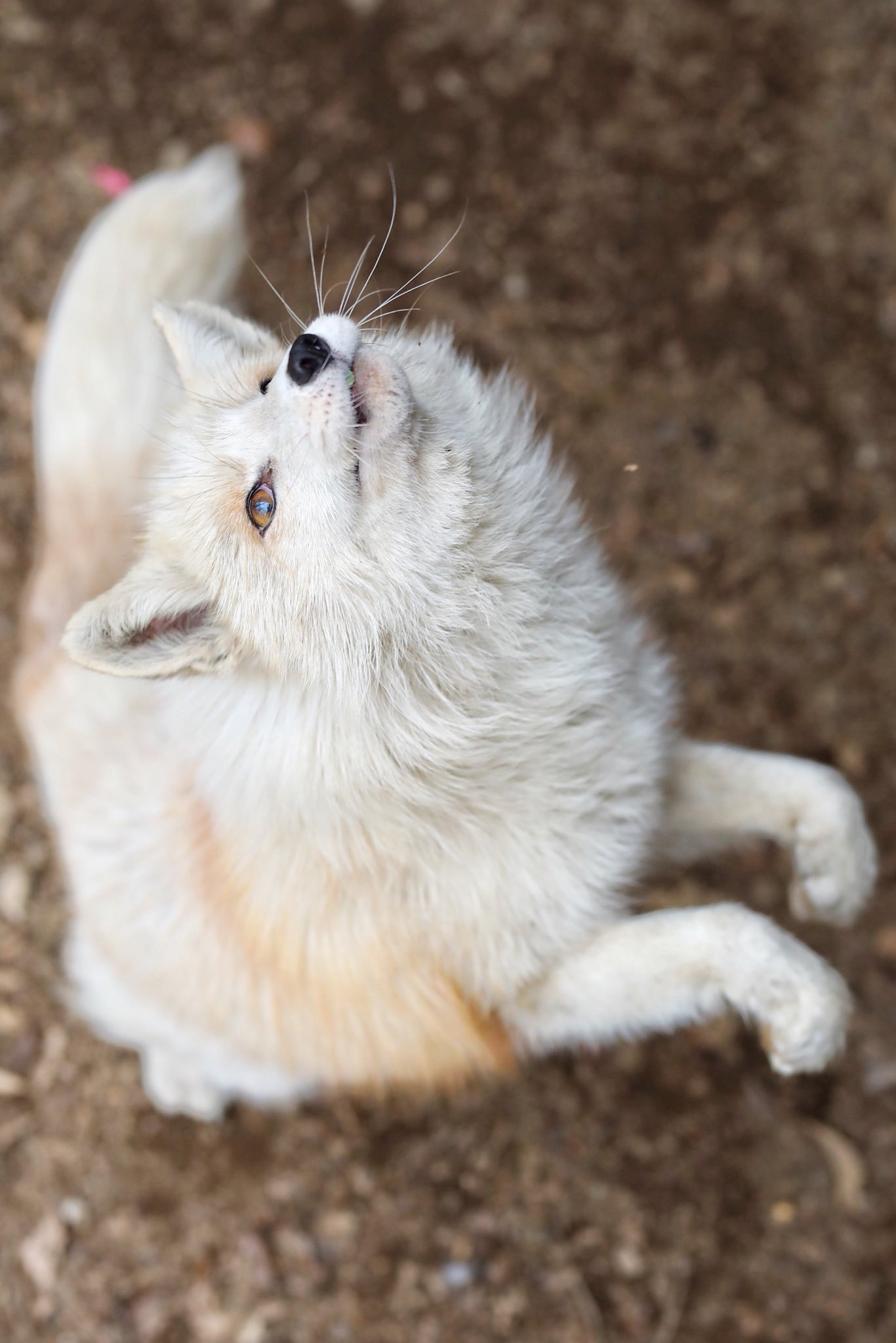 ユミ！！お取り置き☆茶プラチナキツネ 宮城蔵王キツネ村(公式)🦊 on X: 