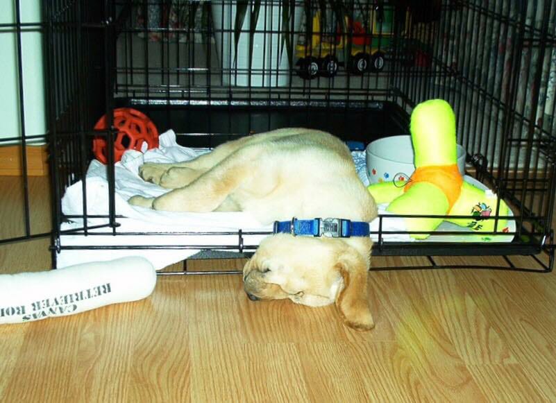 lady_hakim's tweet photo. just brought home a new best friend!! His name is Sultan 😍😍 #newdog #precious #lookathimsleep https://t.co/vHztILhbdL