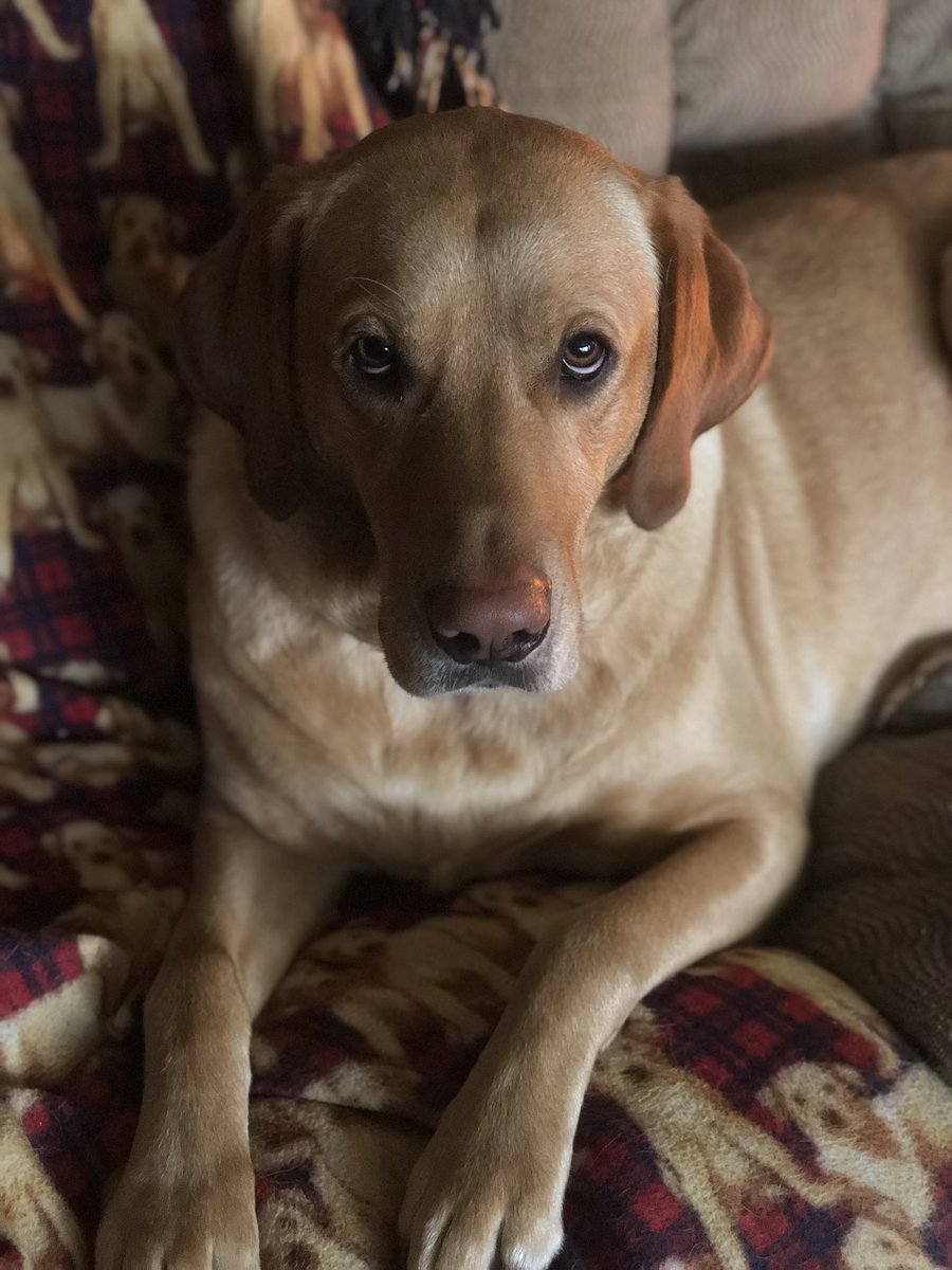 scottyoh91's tweet photo. Here’s a puppy to grace your feed. https://t.co/UeXlHm1oWo