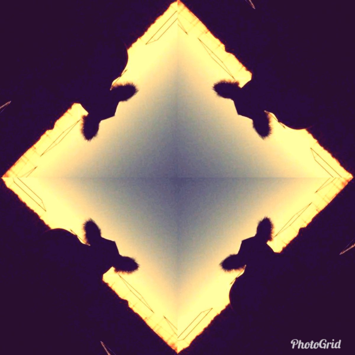 Vickland (@vicklandcattle) on Twitter photo 