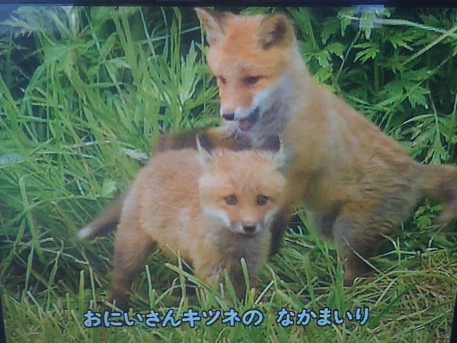 NHK 母と子のテレビ絵本 ちいさなキタキツネ 中古】キッズ・ファミリー NHK母と子のテレビ絵本 ちいさな