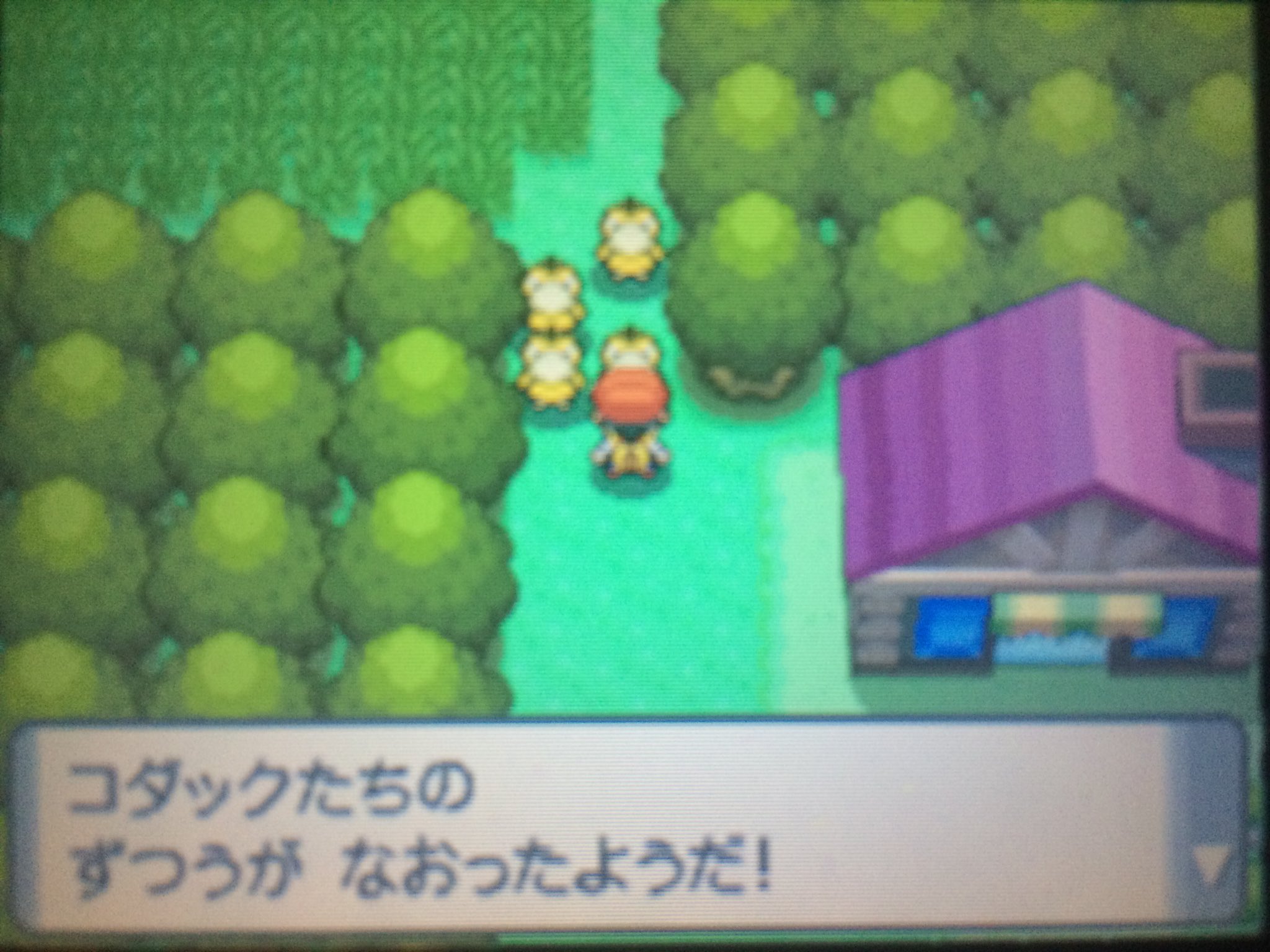 ポケモンdまとめ Twitter