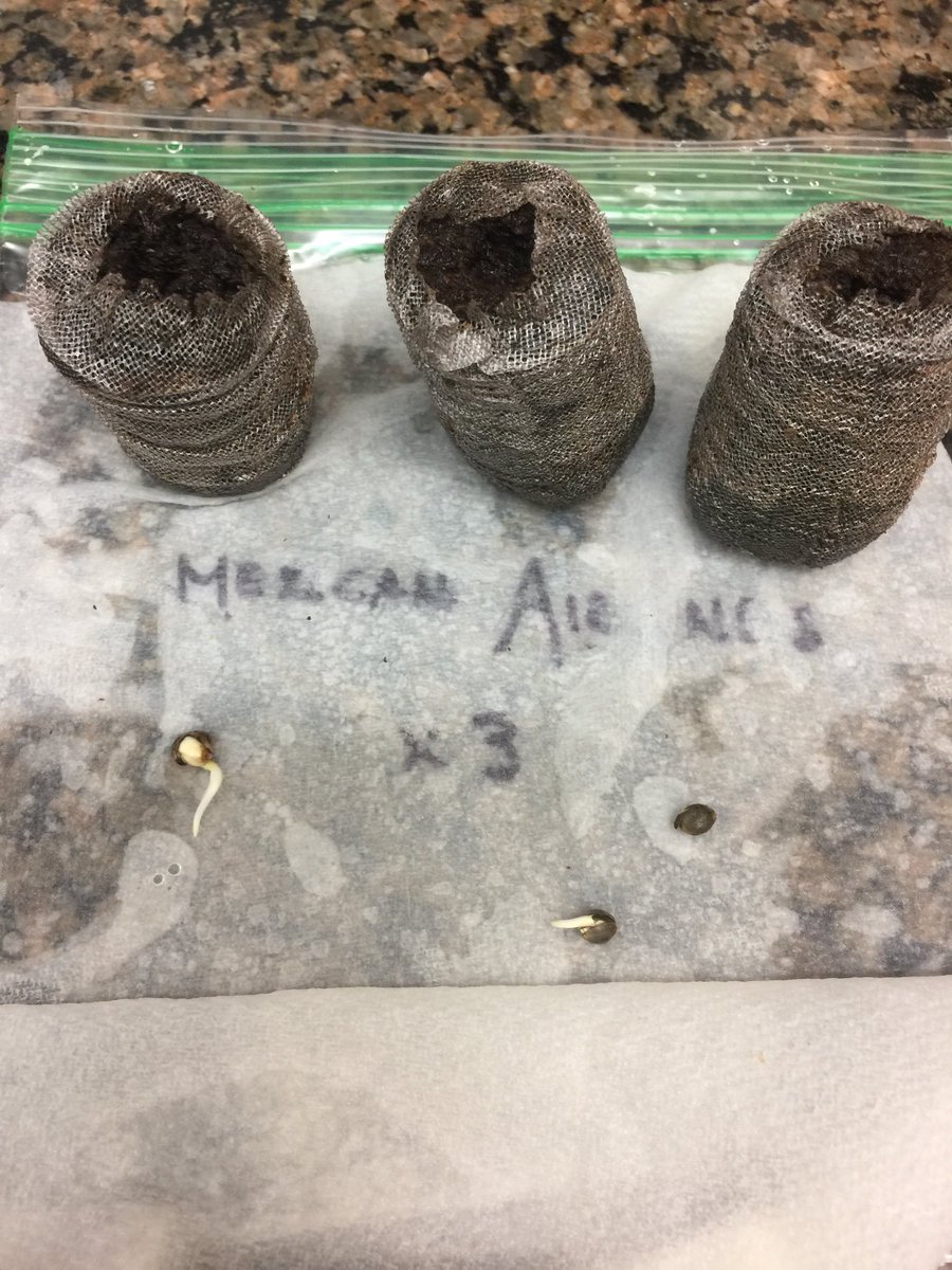 LaboratoriesC's tweet image. Mexican Airlines sponsored by Fastbuds 48 hrs and in the pellets!!
#cannabis #grower #autoflower #fastbuds