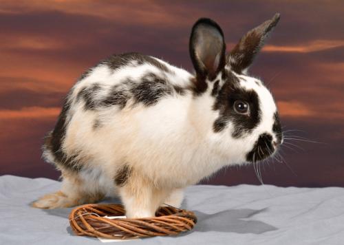 Pasha is an adult English Spot from #Marietta, GA. petfinder.com/petdetail/3940…