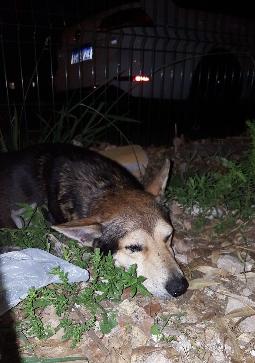 mebolcomba's tweet photo. POR FAVOR MÁS DE 10 DÍAS Y SIGUE AHÍ ABANDONADO 😭💔
#Ayuda
#Argentinos
#BuenosAires
#SanJusto
#LaMatanza
#ZonaOeste
#perro
#perdido
#abandonado
#adopcion
#AdoptaNoCompres
#ADOPTA
#AdoptandoSalvasVidas
#Ayuda
#URGENTE
#MaltratoAnimal
#NoAlMaltratoAnimal

https://t.co/Svjq5BVy6Y https://t.co/WnDBjoZFmz