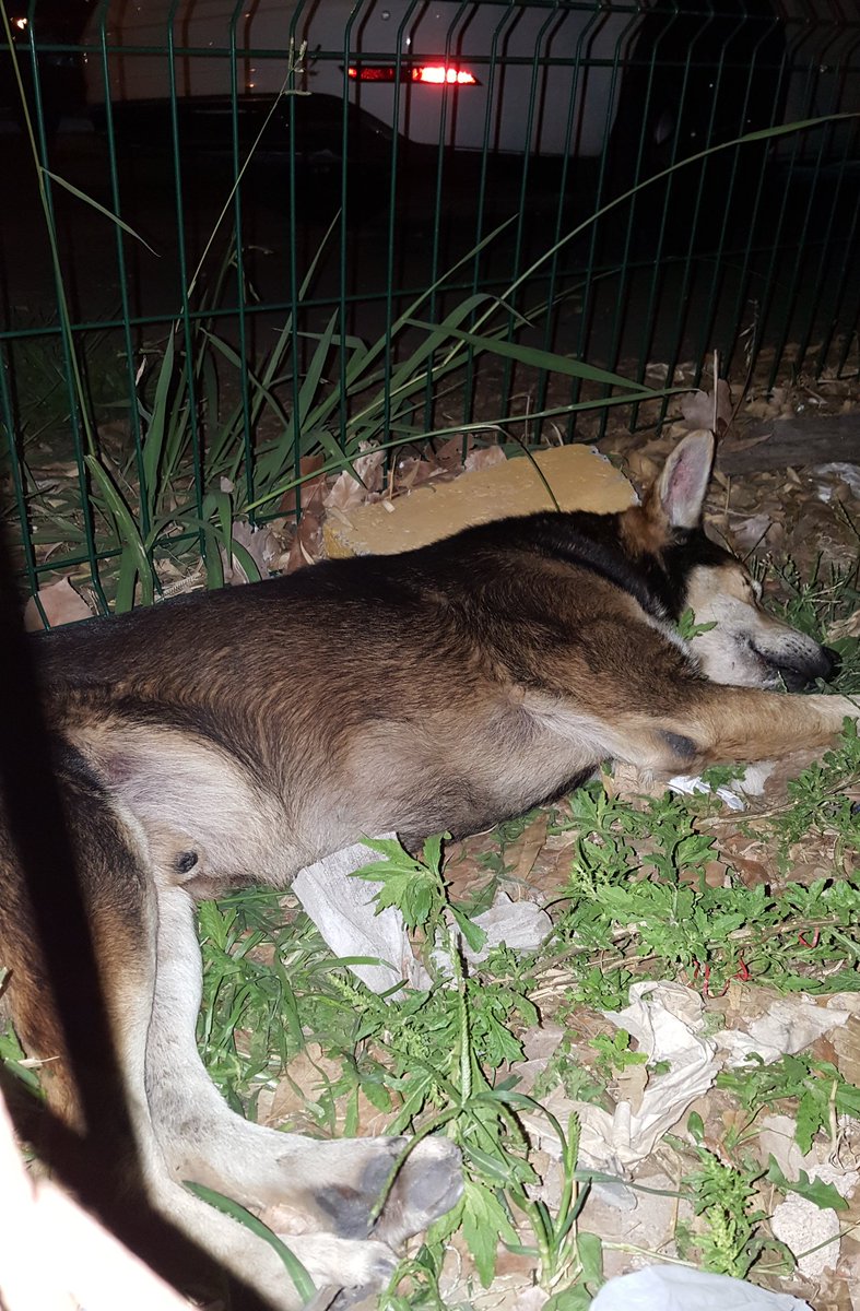 mebolcomba's tweet photo. POR FAVOR MÁS DE 10 DÍAS Y SIGUE AHÍ ABANDONADO 😭💔
#Ayuda
#Argentinos
#BuenosAires
#SanJusto
#LaMatanza
#ZonaOeste
#perro
#perdido
#abandonado
#adopcion
#AdoptaNoCompres
#ADOPTA
#AdoptandoSalvasVidas
#Ayuda
#URGENTE
#MaltratoAnimal
#NoAlMaltratoAnimal

https://t.co/Svjq5BVy6Y https://t.co/WnDBjoZFmz