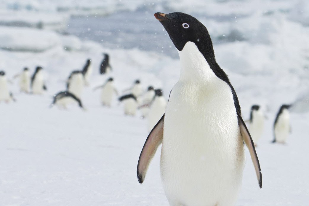 nypost's tweet photo. Penguins might just be nature’s most perverted animals https://t.co/HLFqJZ2Kxe https://t.co/P5glu40J4C