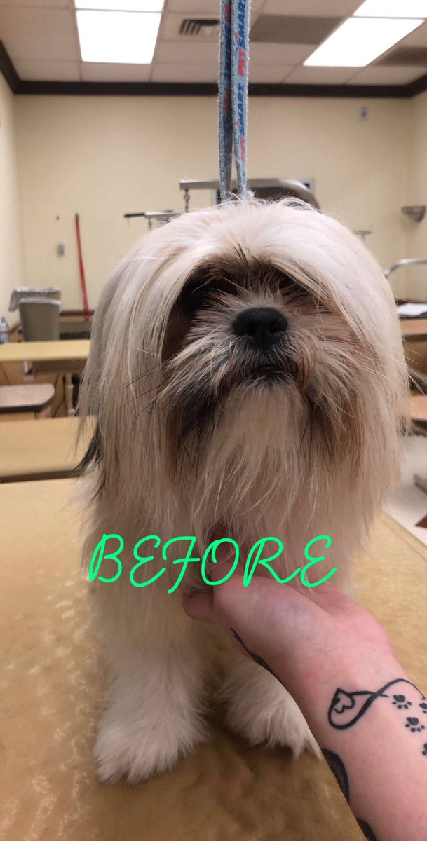 grasso_laurie's tweet photo. Kaleigh #store1225 #northeastgrooming #extrememakeover #snj https://t.co/ymwBTXQM2L