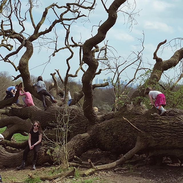ddknightmare's tweet photo. It’s Spring in London and kids do what kids have always done, they climb. #hampsteadheath #londonspring #kids #play #treeclimbers #treeclimbingfun #springtime #spring #knightdesigns #london #springbreak #cityparks #melbourne #melbournephotographer #melbo… https://t.co/7BqpXdUUya https://t.co/VJcm4ui3uI