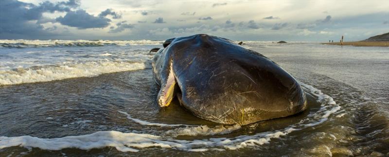 SailWorldNews's tweet photo. Sperm whale found dead in Spain had 29 kilos of plastic in its stomach https://t.co/qQdwwIYUFT https://t.co/WFlgYmkgdv