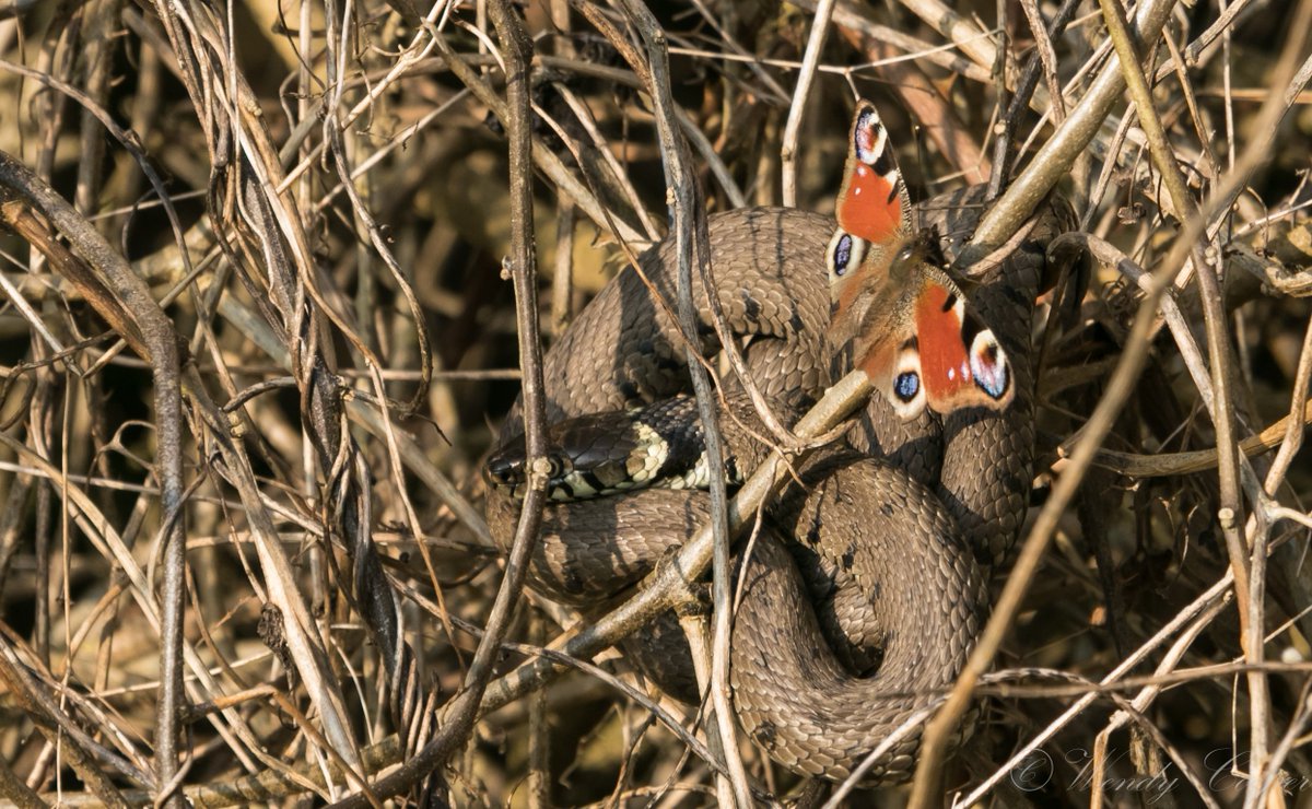That moment when you think you're photographing a peacock butterfly, then realise you're actually looking at a grass snake!
#EarthCapture by @wendycooper22 https://t.co/TRFDILFKRW
