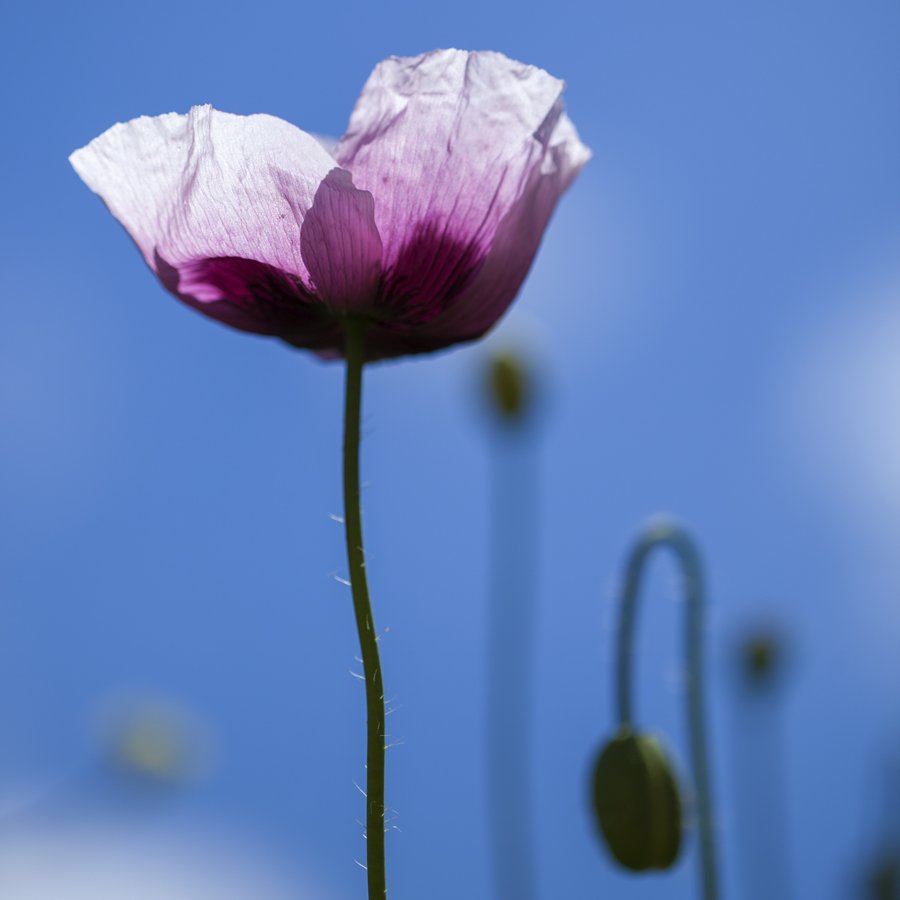 TamaraKPhoto's tweet photo. Spring :) #travel #GranCanaria #CanaryIslands #nature #beauty #beautiful #flower #poppy #papaver #primavera #flora #flores #wildflowers #flowersofthefield #macro #photography #ILoveGranCanaria #EternaPrimavera #pink #outandabout #ILoveSpring #MyCalmPlace https://t.co/4QcE3LJXij