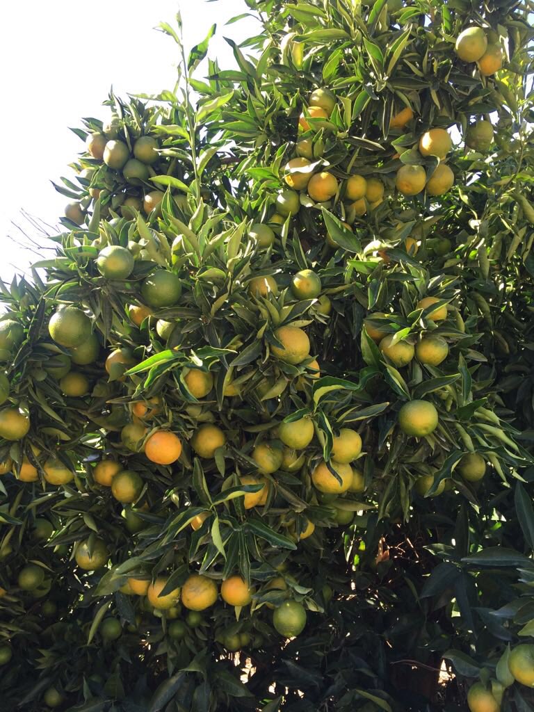 MoutonCitrus's tweet photo. Excited about 2018 Clementine crop. This orchard’s first pick this week. Excellent fruit size and internal quality
#consumerpreferred #convenience #Taste #easypeeling https://t.co/kQvRmb8nRv
