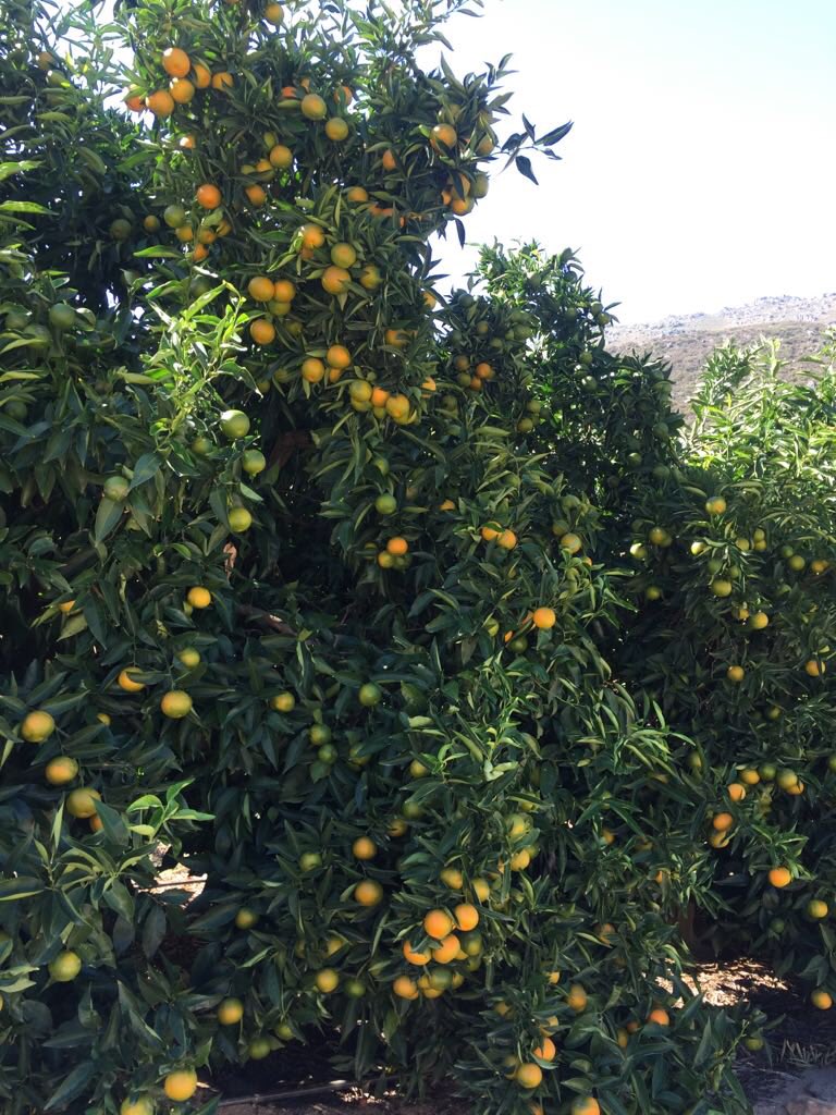 MoutonCitrus's tweet photo. Excited about 2018 Clementine crop. This orchard’s first pick this week. Excellent fruit size and internal quality
#consumerpreferred #convenience #Taste #easypeeling https://t.co/kQvRmb8nRv