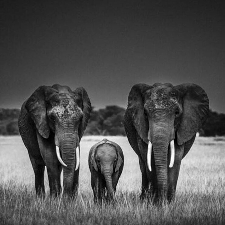 laurentbaheux's tweet photo. « All Life has just one home, the earth, and we as the dominant species must take care of it » Dame Daphne Sheldrick @DSWT #Rip #DaphneSheldrick #wildlife #conservation #elephant #orphanage #sanctuary https://t.co/YsQXtH7TRt