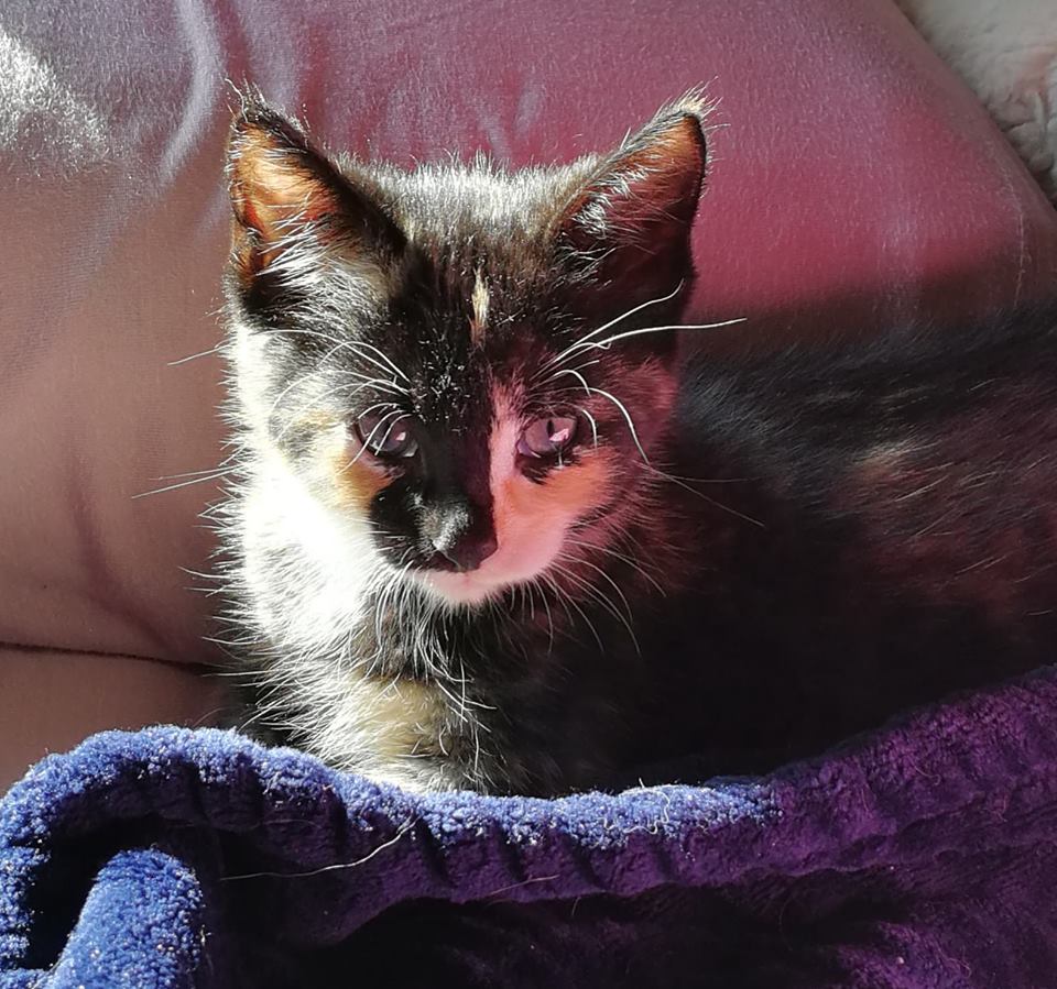 Felegund's tweet photo. Thank you #AlbertaAnimalServices & @PetlandCA in #RedDeer for making the process of #Adopting my #Beauticul #kitten #MissWilson formerly Violet super easy. She #Isloved https://t.co/46RjmbClpe