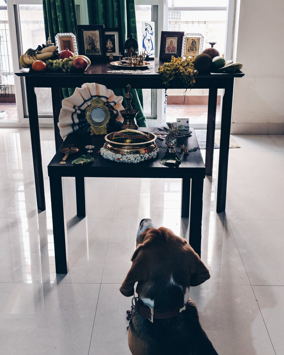 RamboSarma's tweet photo. Woof morning everyone! Today is Vishu, the Malayalam New Year! Mom setup a beautiful Kani at home and I loved it. My first Vishu went really well. Waiting for the sadya *Woof woof*

#rambothebeagle #rambosarma https://t.co/ljo6BRKFC8