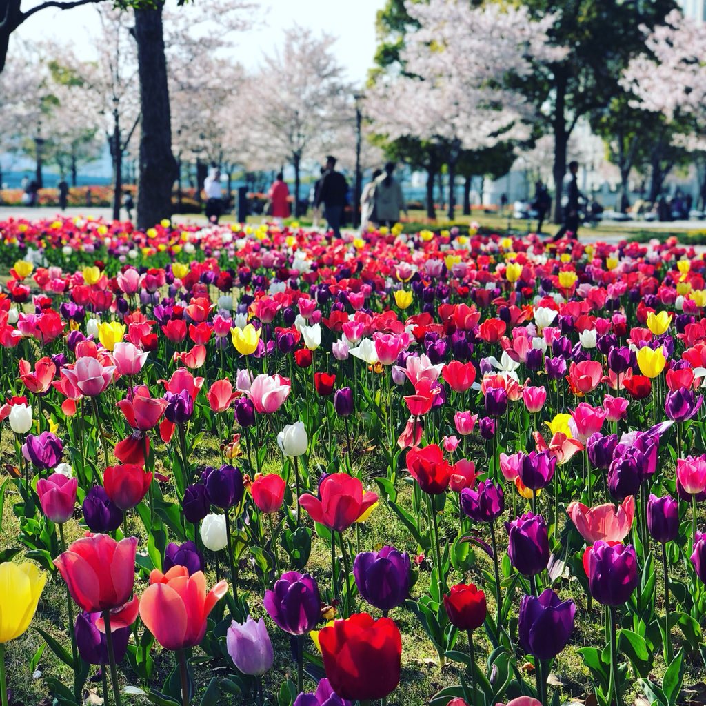 rawdhaalhajeri's tweet image. It was spring festival all around Tokyo #tokyospring