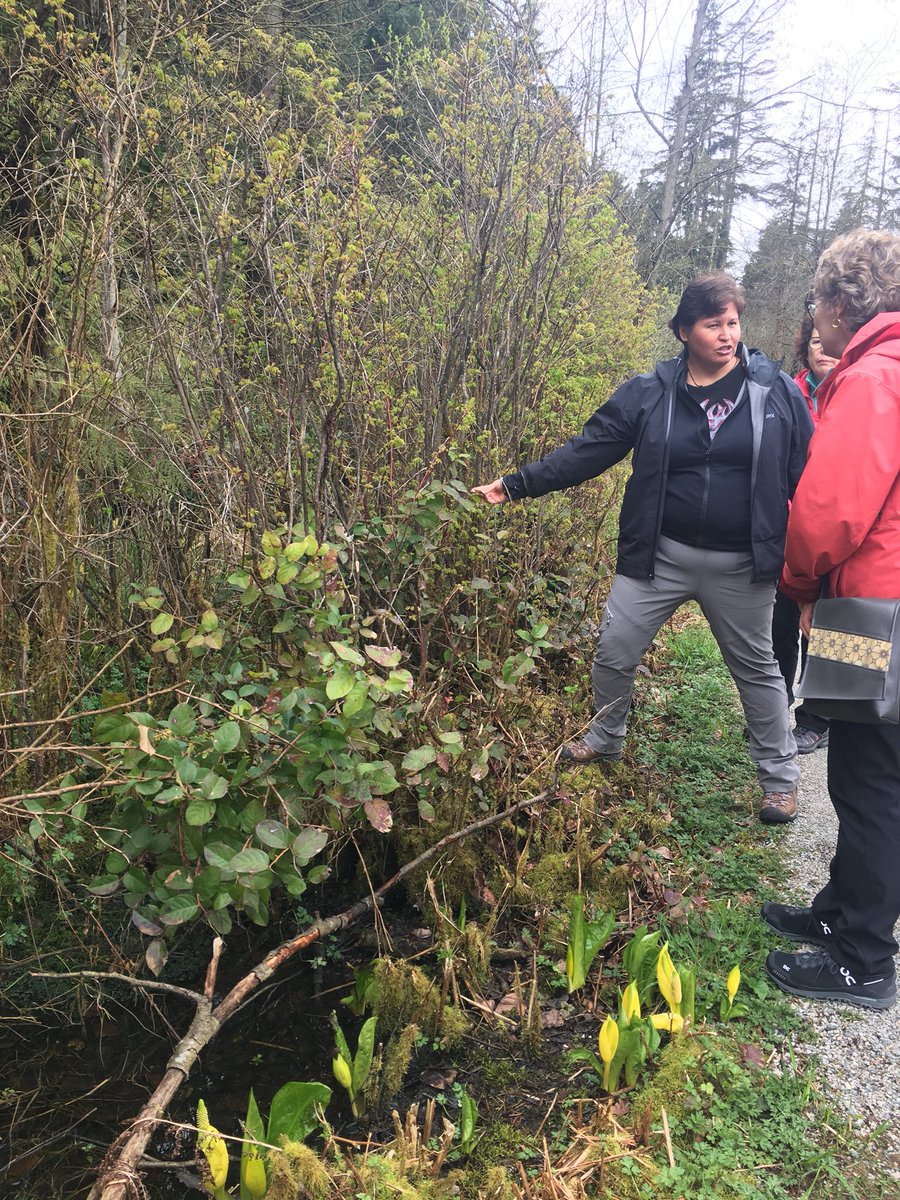 AboriginalEco's tweet photo. The blueberries bushes are in bloom w/ their white flowers n the salal berry bush will be in bloom soon #talkingtreestour #spokentreasurestour #stanleypark @TalaysayTours https://t.co/GTeTXmf0hW