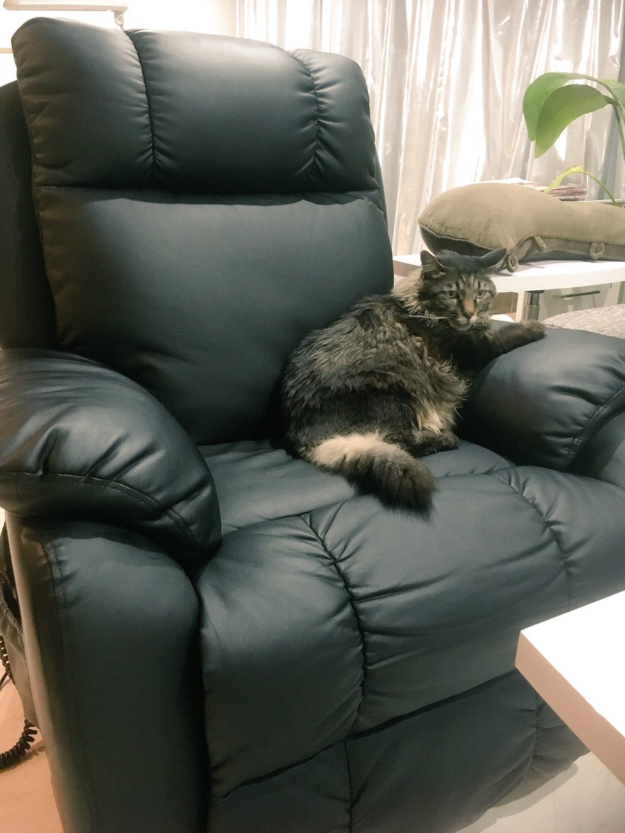 CatcafePrimRose's tweet photo. こんにちは。

昨日と今朝の強風🌪には驚きましたね💦

本日も18時まで元気に営業しています♪
ご来店の際はお気をつけ下さい◡̈⃝︎⋆︎*
#猫カフェぷりむろーず https://t.co/ywrYRtsu5j