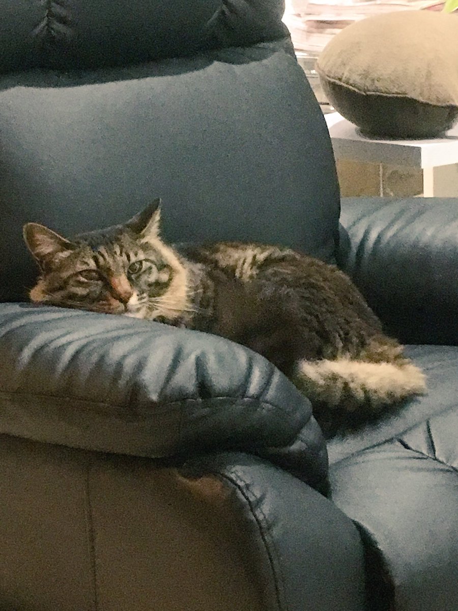 CatcafePrimRose's tweet photo. こんにちは。

昨日と今朝の強風🌪には驚きましたね💦

本日も18時まで元気に営業しています♪
ご来店の際はお気をつけ下さい◡̈⃝︎⋆︎*
#猫カフェぷりむろーず https://t.co/ywrYRtsu5j