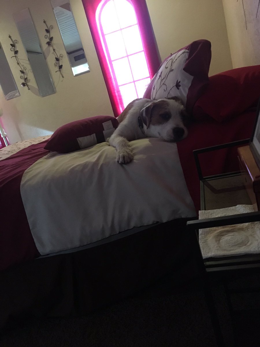 13Butterfly77's tweet photo. Look who's taking over my bed.... #adele #finallycalm #fosterfurbaby 🐾🐾💜🐕💜🐾🐾 https://t.co/kd8yhHg2WR