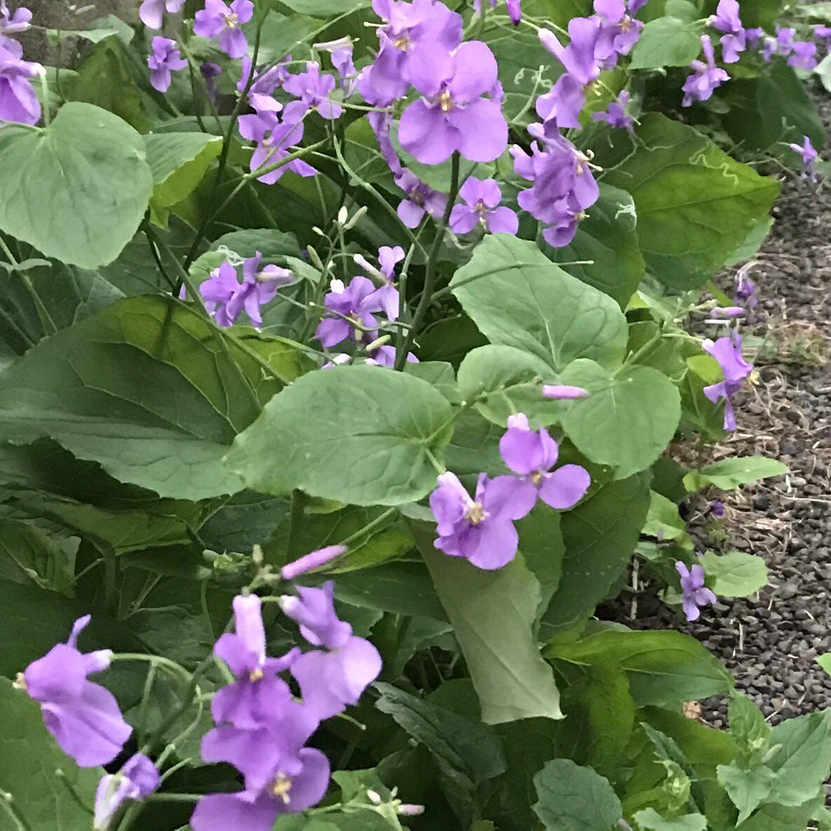 Hashtag 十二単衣 Di Twitter