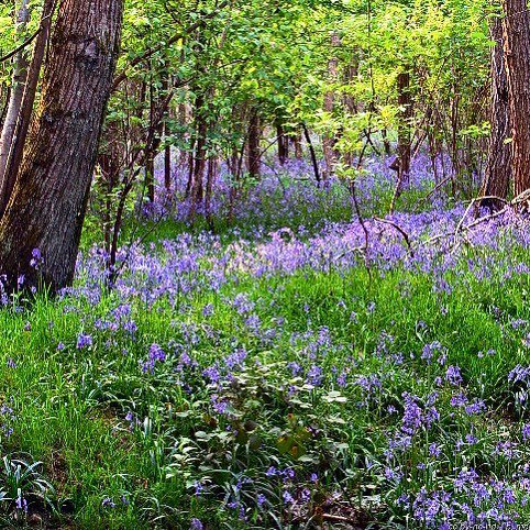 DoigtsFleuris's tweet photo. Promenez vous dans les bois et vous serez éblouies par les tapis bleu de #jacinthes sauvages. Une odeur super agréable s’en dégage et vous chatouille les narines. Un bulbe à planter dans votre jardin pour plus de naturel.
#chat #jardinier #jardinage #ter… https://t.co/PyvNo4SBIw https://t.co/QC0pcDad2Y