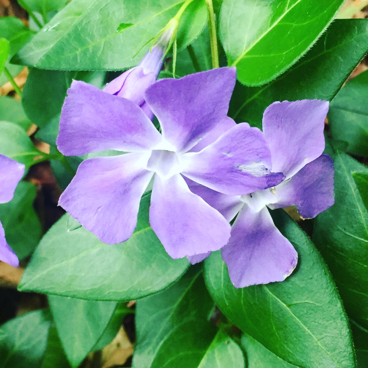 池ポチャ野郎 つる性の多年草の青紫色の花 蔓日々草 ツルニチニチソウ 蔓桔梗 花言葉 楽しい思い出 幼なじみ 花 青紫色の花 つる性の多年草 フラワー 繁殖力が強い