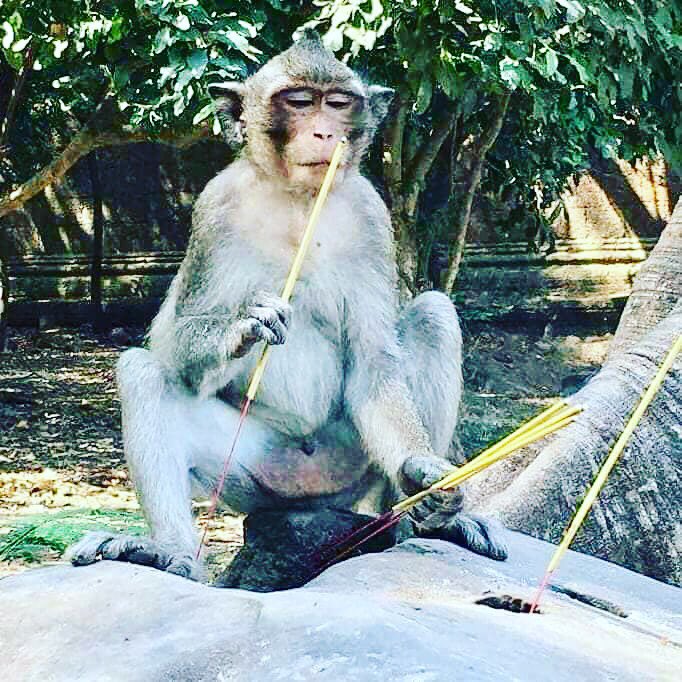#monkey #tour #visitCambodia #visitAsia #defence #asiatrip #amazingtour #angkorwatguide #angkorwattransport #angkortrip #unescosites #cambodiatour #bestguide #bestangkortour #travelers #traveling
WhatsApp +85592768837
aboutcambodiaservices.com