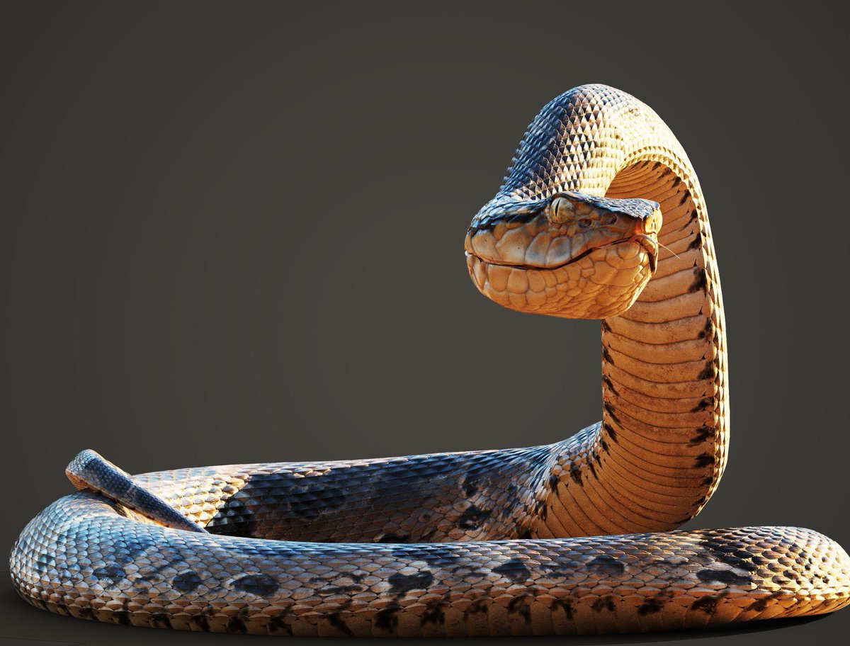 quixeltools's tweet photo. This lovely creature comes from #AlexanderMartin. If you're hiking this Sunday, watch your step! 🐍

#quixel #megascans #nosteponsnek https://t.co/Kjvvbggt0y