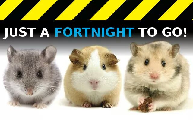 WDAIL_UK's tweet photo. TWO WEEKS TO GO!

The WDAIL March is Saturday April 28th in #Nottingham! 

It's going to be a big one so come join us to help educate the public on how cruel animal experimentation is!

#bananimaltesting #wdail https://t.co/hSFRBWCvSb