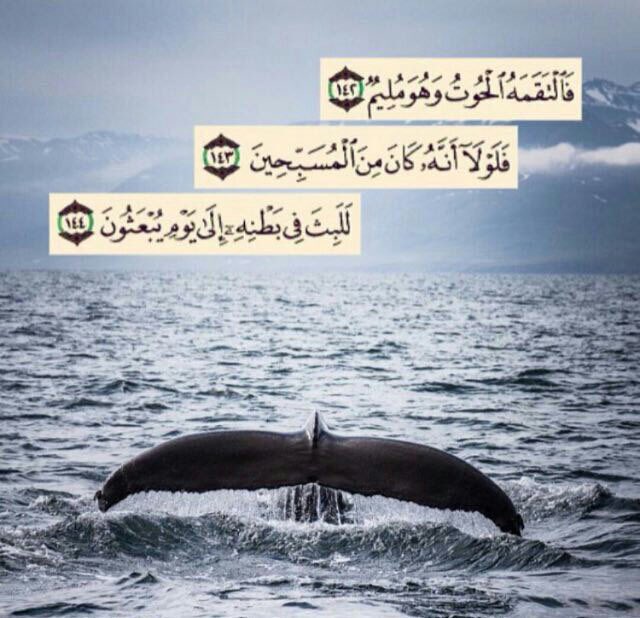 sondos10os's tweet photo. من يدري؟ !!!

ربما التقمك الألم، ليعيدك الله إلى شواطئ السعادة ادخر لنفسك خبيئة! يونس لم يكن ليخرج من بطن الحوت لو لا تسبيحة 
لا اله الا الله سبحانك اني كنت من 
الظالمين

#سندس https://t.co/EnAcAm2uCg