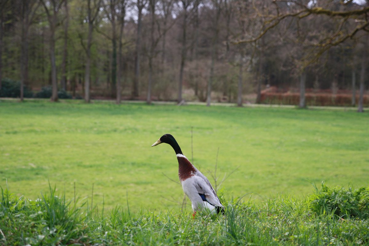 bergflachland's tweet photo. Rund um Huis Bergh im Montferland trifft man nicht nur bizarre Bäume, sondern auch Laufenten 🐤🌳 #niederlande https://t.co/O62JWBeZwS