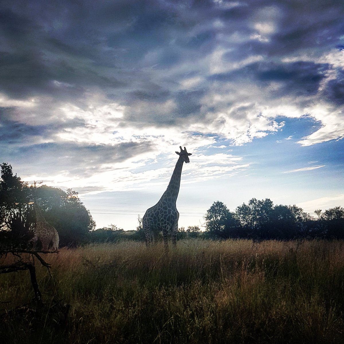What a beautiful sight! Encountered on our Sunset Horseback Safari Yesterday! #southafrica #horselover  #wildlife #hartbeespoort #tourism