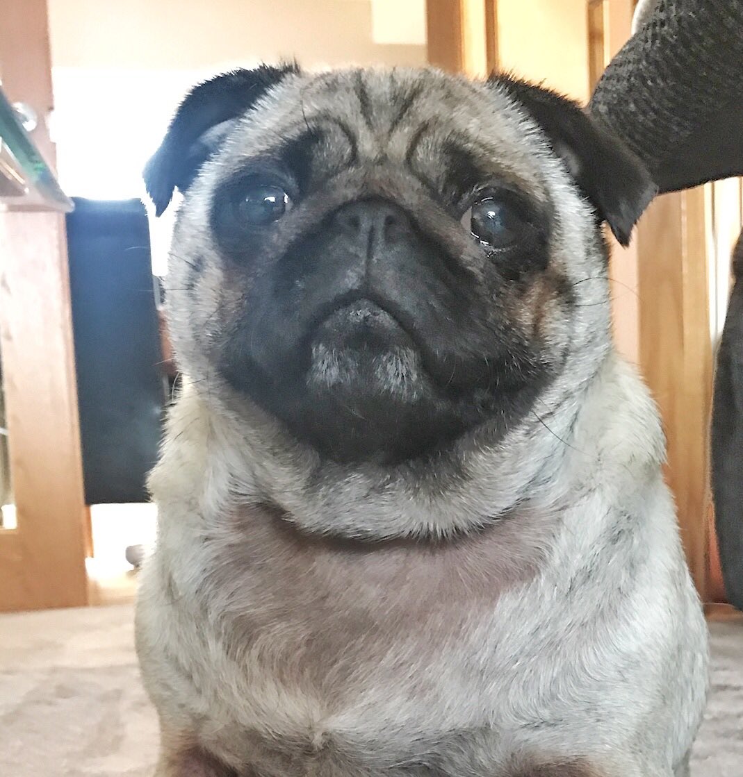 apugcalledpeggy's tweet photo. I'm thinking of going to the #pugpolice - despite my very best sad eyes #MommaL didn't give me extra dinner last night - I might give her one more chance today but seriously I'm on the edge 🙊😱#puglove #puglife #pugchat #PugsOfInstagram #PugsofTwitter #pug https://t.co/RTNpOl3SJw