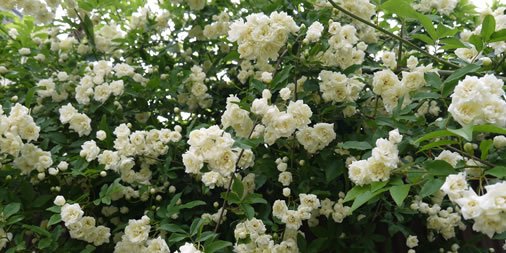 白モッコウバラ hashtag on Twitter